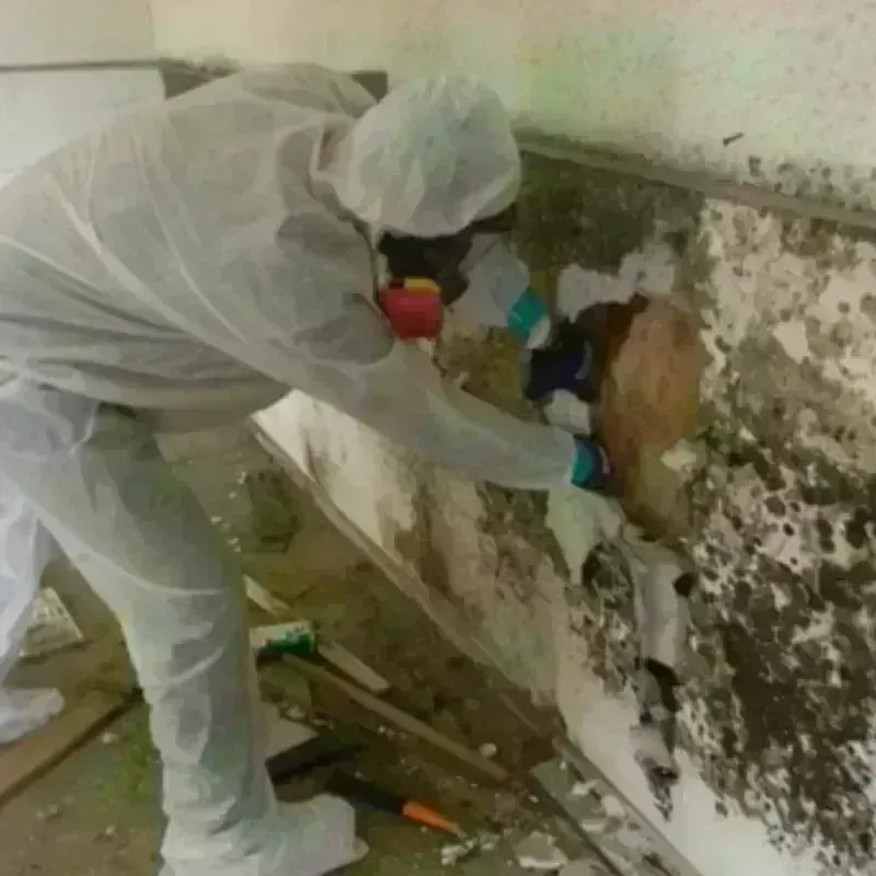 Mold Remediation and Removal in Jewett, TX